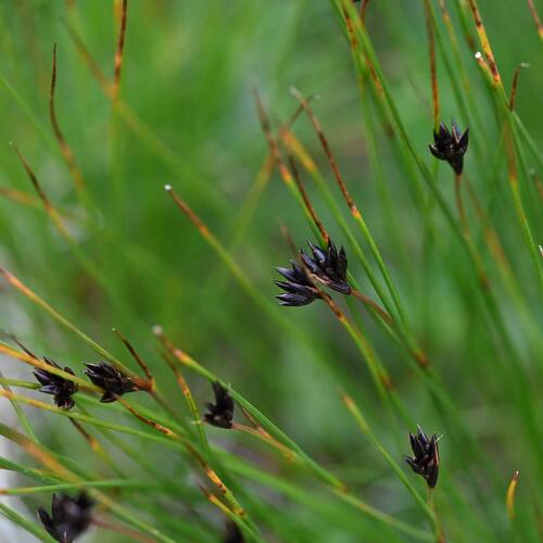 Juncus (Rushes) (alternate view 11)