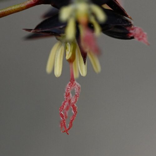 Juncus (Rushes) (alternate view 12)