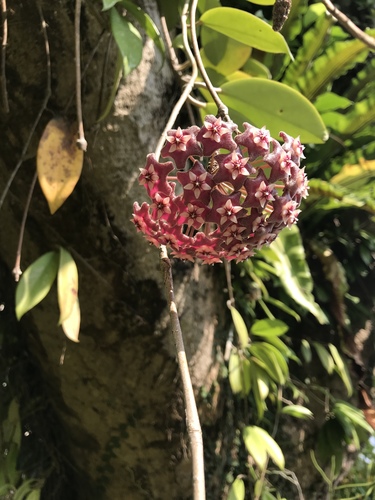 Hoya pubicalyx (Wax Plant)