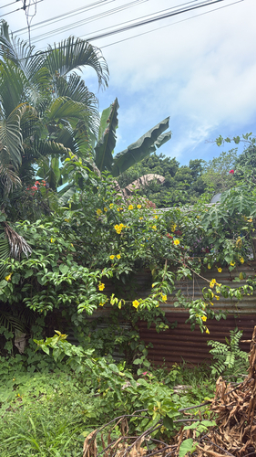 Allamanda cathartica (Allamanda Vine)