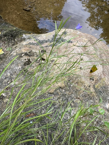 Campanula intercedens (intermediate bellflower) (alternate view 3)