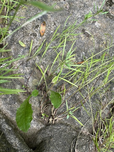 Campanula intercedens (intermediate bellflower) (alternate view 4)
