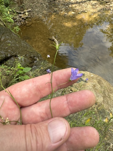 Campanula intercedens (intermediate bellflower) (alternate view 5)