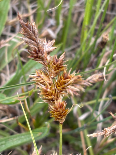 Carex arenaria (sand sedge)