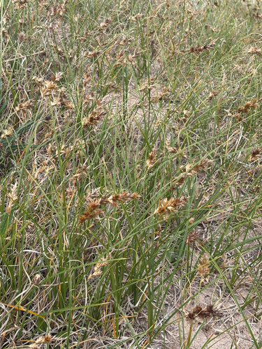 Carex arenaria (sand sedge)