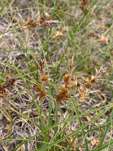 Carex arenaria (sand sedge)