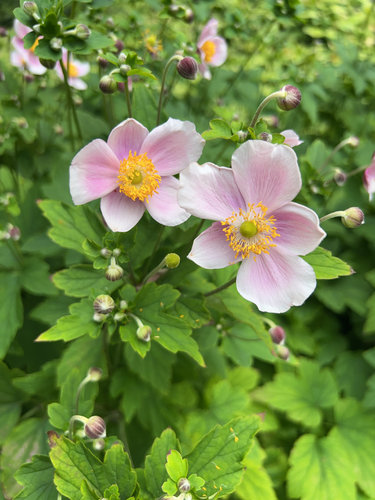 Eriocapitella hupehensis (Hubei Anemone)