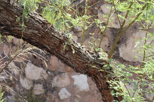 Neltuma velutina (velvet mesquite)