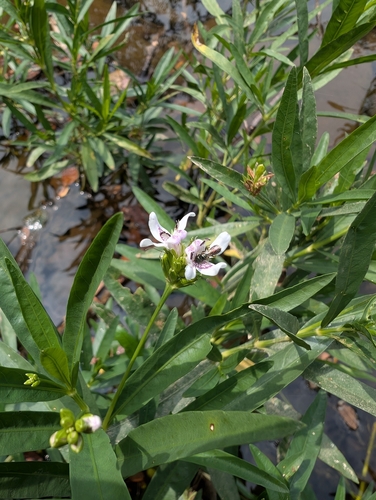Justicia americana (American water-willow) (alternate view 5)
