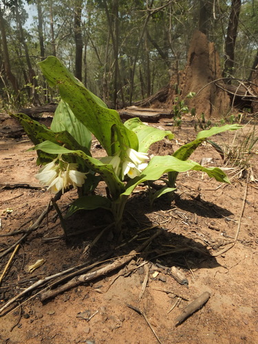 Eulophia picta (Shepherd's Crook Orchid) (alternate view 2)