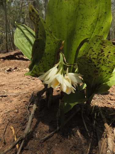 Eulophia picta (Shepherd's Crook Orchid) (alternate view 3)