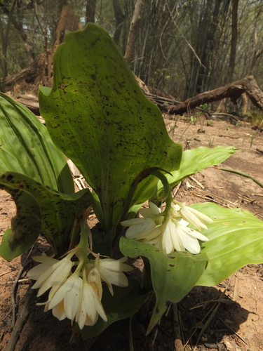 Eulophia picta (Shepherd's Crook Orchid) (alternate view 4)