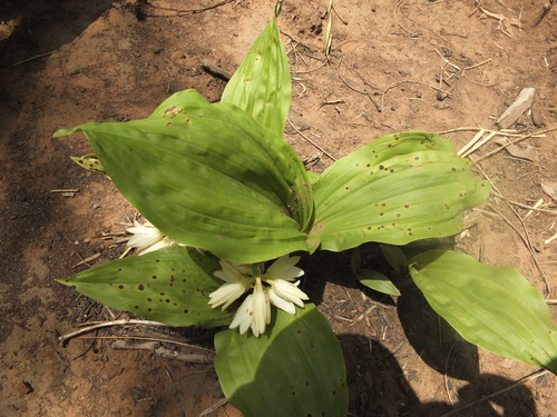 Eulophia picta (Shepherd's Crook Orchid) (alternate view 5)