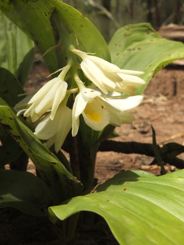 Eulophia picta (Shepherd's Crook Orchid)