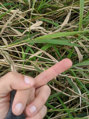 Phalaris (Canarygrasses) (alternate view 4)