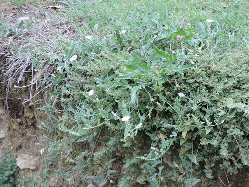 Convolvulus equitans (Texas bindweed) (alternate view 2)