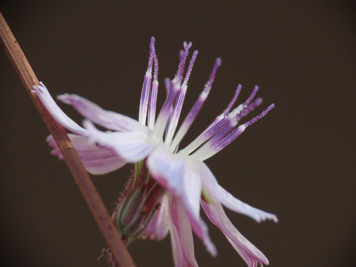 Stephanomeria diegensis (San Diego Wirelettuce)