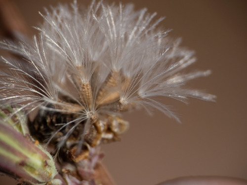 Stephanomeria diegensis (San Diego Wirelettuce) (alternate view 2)