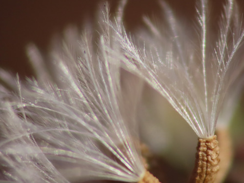 Stephanomeria diegensis (San Diego Wirelettuce) (alternate view 3)