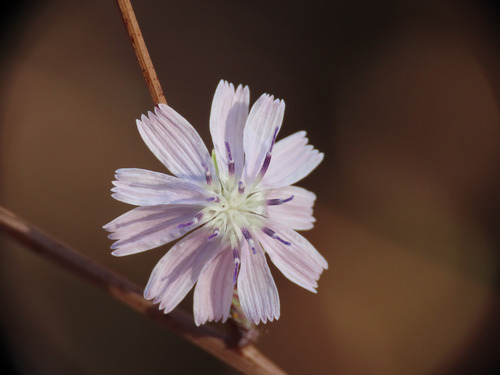 Stephanomeria diegensis (San Diego Wirelettuce) (alternate view 4)