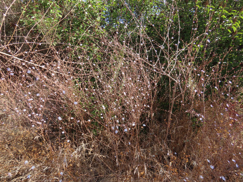 Stephanomeria diegensis (San Diego Wirelettuce) (alternate view 5)