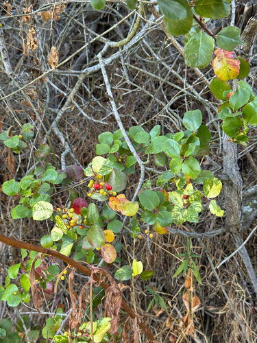 Rhamnus ilicifolia (hollyleaf redberry) (alternate view 2)