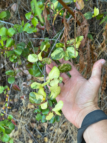 Rhamnus ilicifolia (hollyleaf redberry)