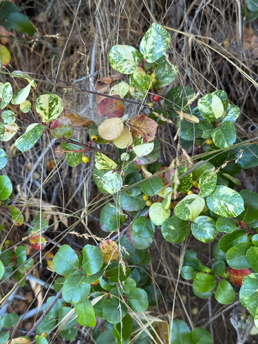 Rhamnus ilicifolia (hollyleaf redberry) (alternate view 3)