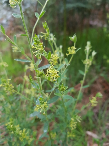 Pimelea curviflora (curved rice-flower)