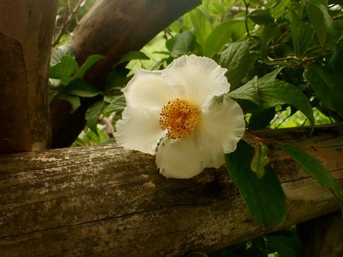Stewartia pseudocamellia (Japanese stewartia) (alternate view 5)