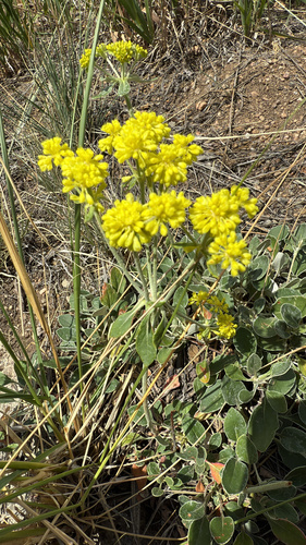 Eriogonum umbellatum (Sulfur Buckwheat) (alternate view 2)