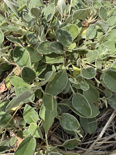 Eriogonum umbellatum (Sulfur Buckwheat) (alternate view 3)