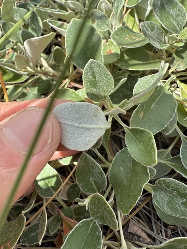 Eriogonum umbellatum (Sulfur Buckwheat) (alternate view 4)