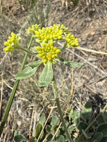 Eriogonum umbellatum (Sulfur Buckwheat) (alternate view 5)