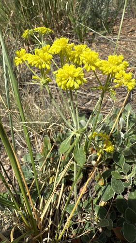 Eriogonum umbellatum (Sulfur Buckwheat)