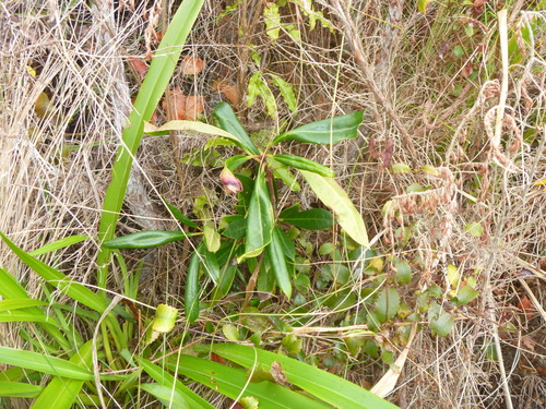 Rhododendron × hybridum (garden rhododendron) (alternate view 4)