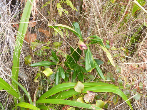 Rhododendron × hybridum (garden rhododendron) (alternate view 5)