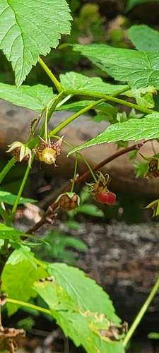 Rubus idaeus (raspberry) (alternate view 2)