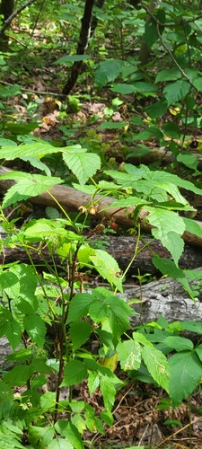 Rubus idaeus (raspberry) (alternate view 3)