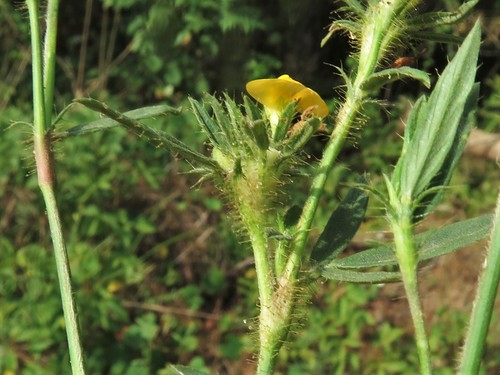 Stylosanthes biflora (sidebeak pencilflower) (alternate view 8)