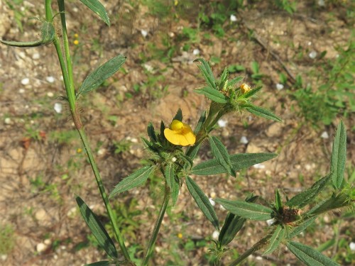 Stylosanthes biflora (sidebeak pencilflower) (alternate view 9)