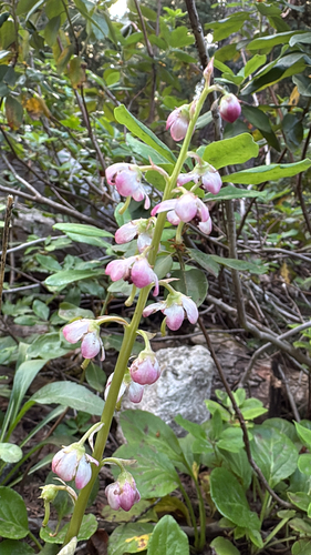 Pyrola asarifolia (bog wintergreen) (alternate view 2)