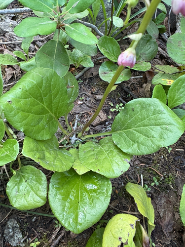 Pyrola asarifolia (bog wintergreen) (alternate view 3)