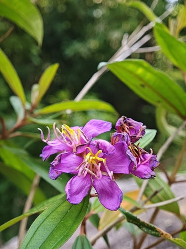 Melastoma malabathricum (Malabar Melastome) (alternate view 6)