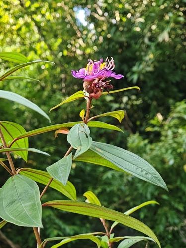 Melastoma malabathricum (Malabar Melastome) (alternate view 7)