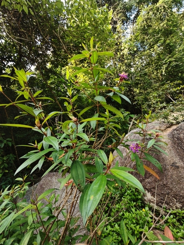 Melastoma malabathricum (Malabar Melastome) (alternate view 8)