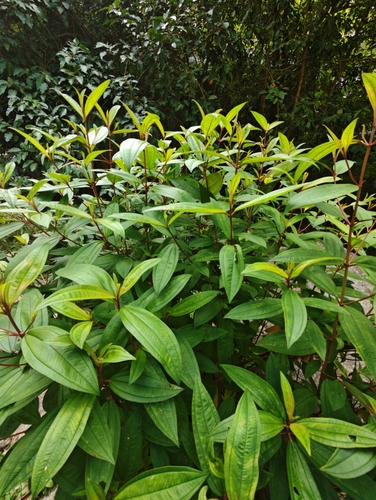 Melastoma malabathricum (Malabar Melastome) (alternate view 9)