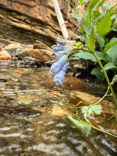 Mertensia ciliata (mountain bluebells) (alternate view 3)
