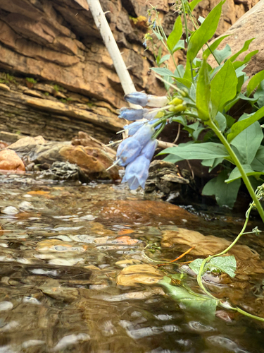 Mertensia ciliata (mountain bluebells) (alternate view 4)