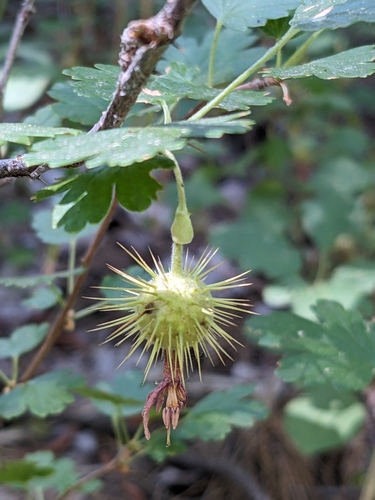 Ribes roezlii (Sierra Gooseberry) (alternate view 5)